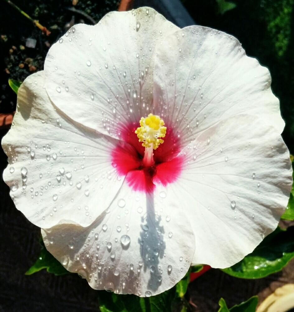 かわいい の投稿画像 By う ちんさん 夏の花とハイビスカスの花と花のある暮らしと白い花と大きい 17月8月9日 Greensnap グリーンスナップ