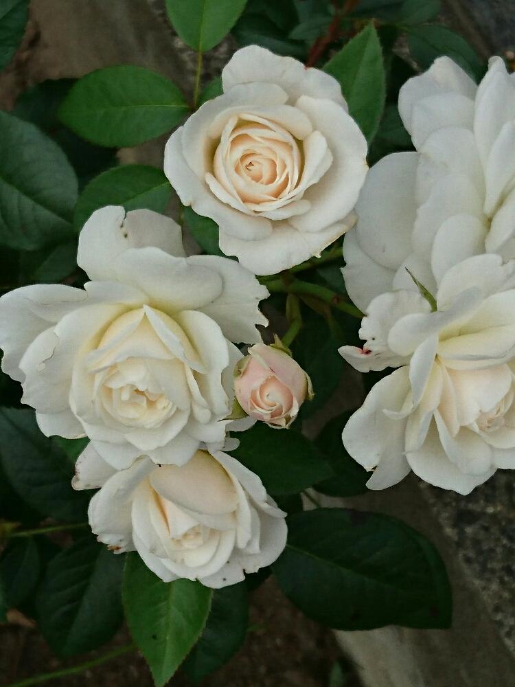 小さな庭の投稿画像 By 日和さん 薔薇 ファビュラス と花のある暮らしとバラ ミニバラと薔薇 とファビュラス と薔薇 ファビュラス と花のある暮らしと バラ ミニバラと薔薇 17月8月9日 Greensnap グリーンスナップ Greensnap グリーンスナップ 小さな庭の投稿画像 By 日和さん 薔薇 ファビュラス と花のある暮らしとバラ ミニバラと薔薇 とファビュラス と薔薇 ファビュラス と花のある暮らしと バラ ミニバラと薔薇 17月8月9日 Greensnap グリーンスナップ Greensnap グリーンスナップ