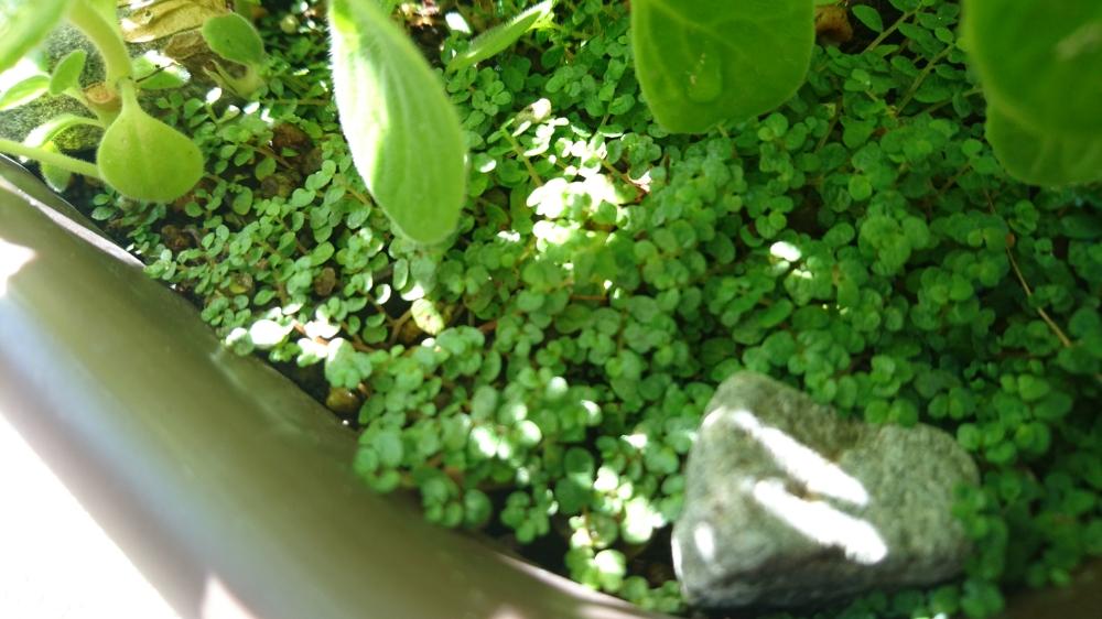 ベビーティアーズの投稿画像 By Kawokawoさん 挿し芽で増やそうと挿し木で増やそうと小さな花壇前と鉢植え 17月8月9日 Greensnap グリーンスナップ