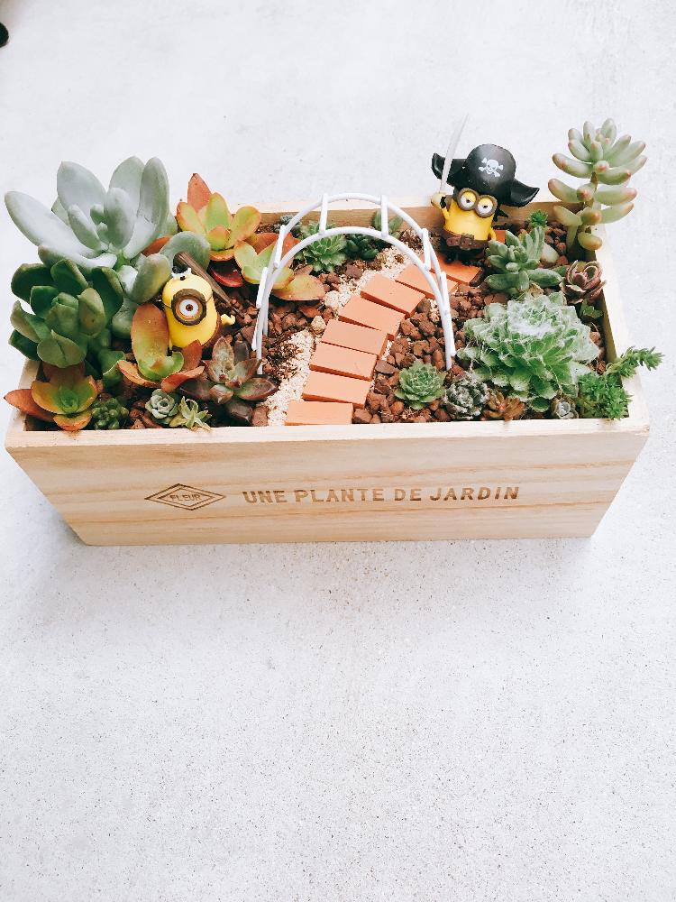 多肉植物の投稿画像 By さしこさん 多肉箱庭とタニラーとセリアの器とミニオンとキャラクターとコラボpicと多肉寄せ植えと多肉初心者とsucculent 17月8月9日 Greensnap グリーンスナップ