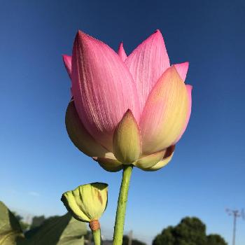 儚い花の投稿画像一覧 Greensnap グリーンスナップ