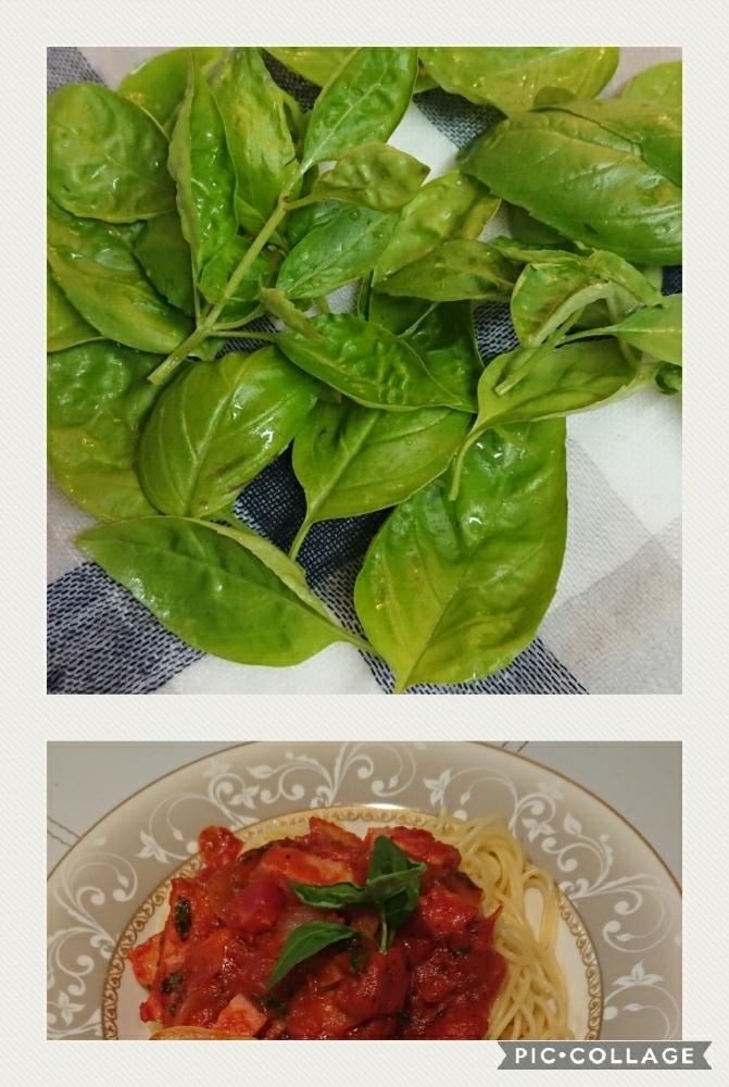 スイートバジルの投稿画像 By 涼花さん 暑さに負けないとハーブと食べる楽しみとプチ家庭菜園 17月8月9日 Greensnap グリーンスナップ