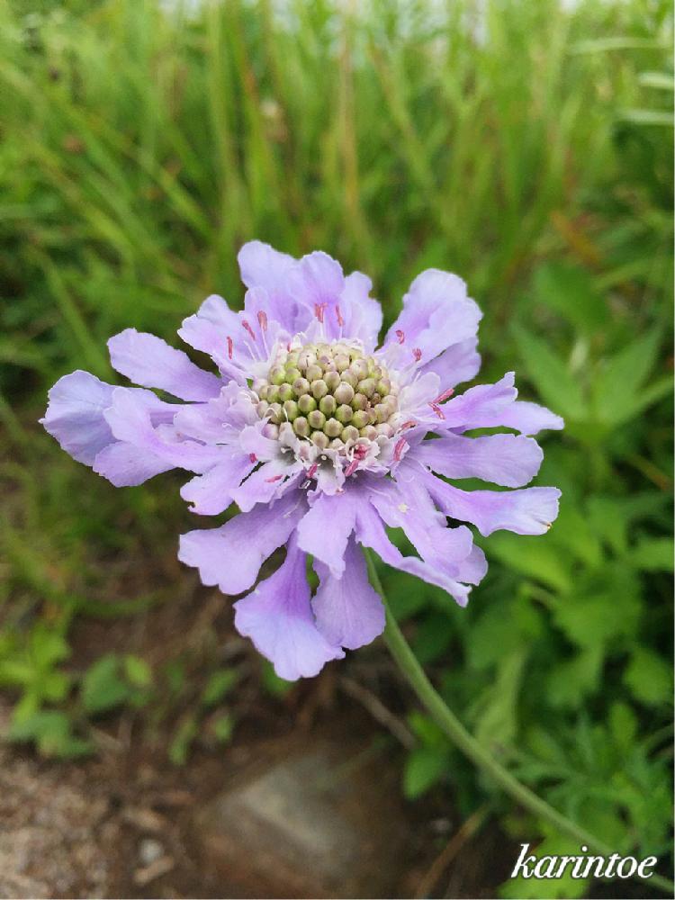マツムシソウの投稿画像 By Karintoeさん 車山高原と車山山頂と17 8とムラサキの花とキュンキュン乙女倶楽部no 40とキュンキュン乙女倶楽部と長野 17月8月9日 Greensnap グリーンスナップ