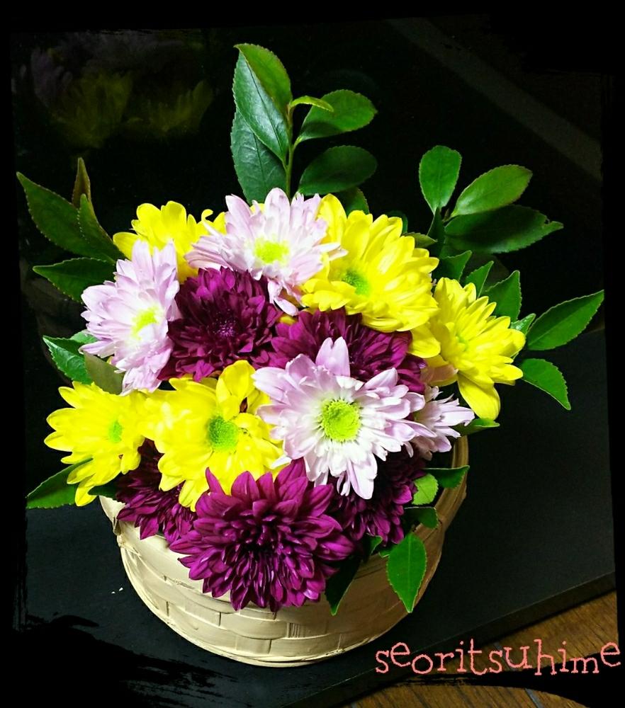 ビシャコの投稿画像 By 高橋園芸さん スプレーマムと部屋と仏花と植中毒とフラワーアレンジメントと花のある暮らしと生け花と咲いた と仏花 と植中毒とフラワーアレンジメントと花のある暮らしと生け花と咲いた 17月8月9日 Greensnap グリーンスナップ