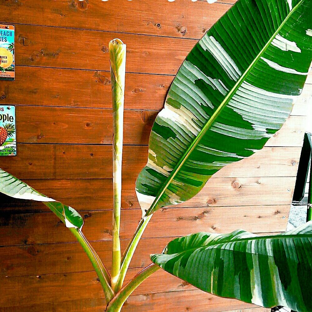 ﾑｻｱｴｱｴの投稿画像 By T Bearさん 観葉植物と斑入り好き と南国植物とハワイの植物と植中毒とバナナの木 とハワイと花のある暮らしと葉っぱ 愛好家と斑入り愛好家とバナナ 17月8月10日 Greensnap グリーンスナップ