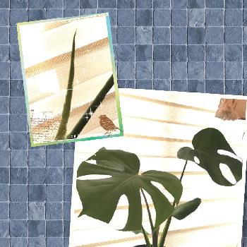 未来のシンボルツリーの画像 by Bell(*ΦﻌΦ)ฅさん | 窓辺とモンステラ デリシオーサとモンステラ属とはっぱを楽しむと未来のシンボルツリーと植中毒と成長記録とおおきくなあれ