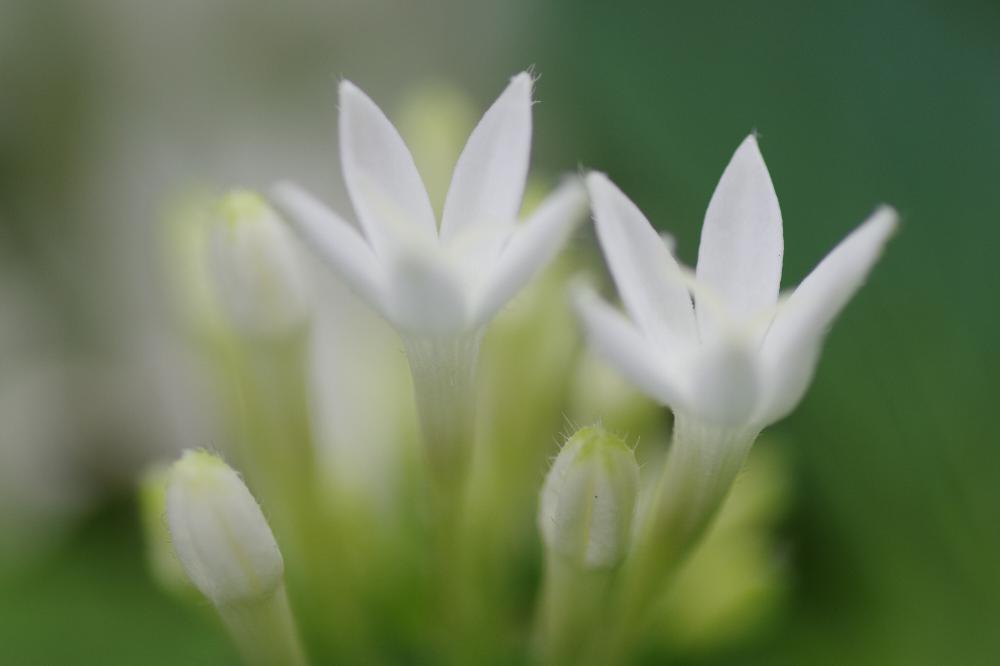 ペンタスの投稿画像 By ぴろこさん 植中毒と夏の花と初夏の草花と白い花 17月8月10日 Greensnap グリーンスナップ