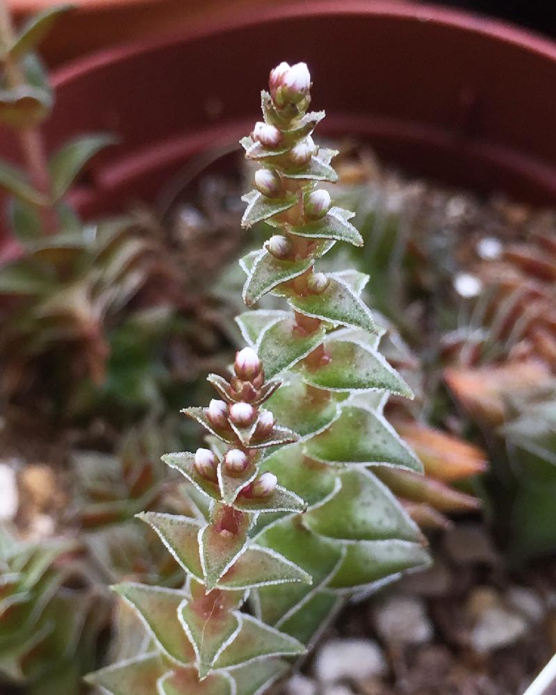 茜の塔の投稿画像 By 花ママさん 多肉植物とクラッスラ属とかわいい とつぼみとかわいいな 17月8月10日 Greensnap グリーンスナップ