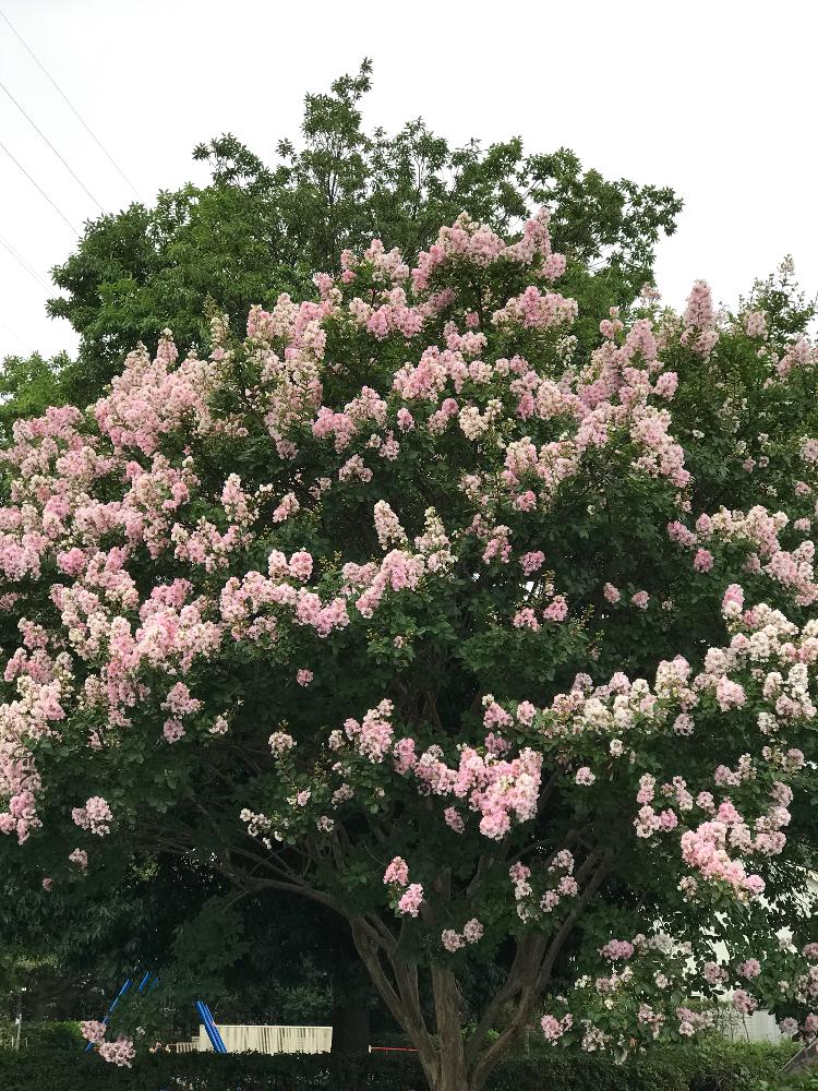 ピンクの花の投稿画像 By Yoo さん 夏の花とサルスベリ とサルスベリの木と初夏の花木とお花好きとサルスベリの花と素敵 17月8月11日 Greensnap グリーンスナップ