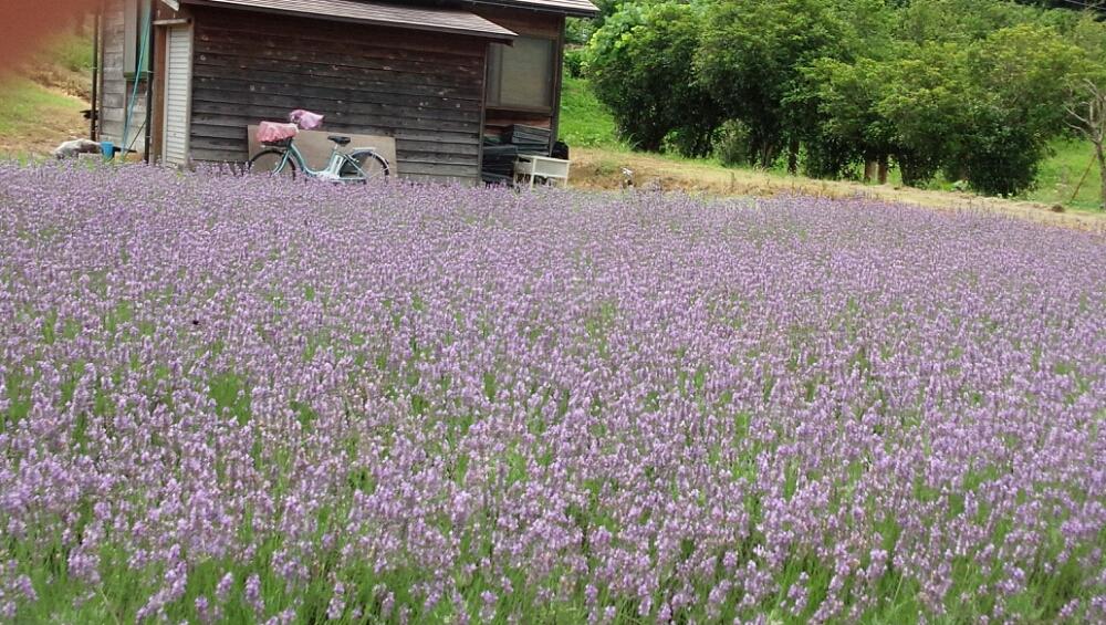 ラベンダー畑 Greensnap グリーンスナップ