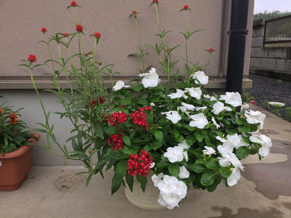 ニチニチソウの投稿画像 By クリスタルさん ペンタスと千日紅と千日紅 ストロベリーフィールドと暑さに負けないと寄せ植えと夏の花 と植中毒と美しいともりもりと花のある暮らし 17月8月11日 Greensnap グリーンスナップ