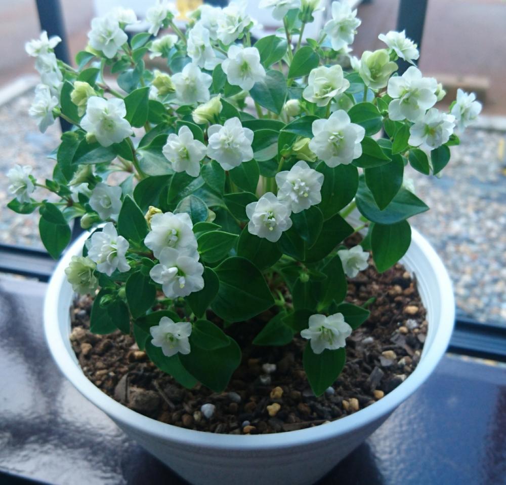 エキザカムジュピターの投稿画像 By えりかさん 長く楽しみたいと白好きと花のある暮らしと小さな白い花と夏強い 17月8月11日 Greensnap グリーンスナップ
