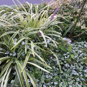 ガーデニング,ハーブの寄せ植え,癒し,今日の花,夏休みの画像