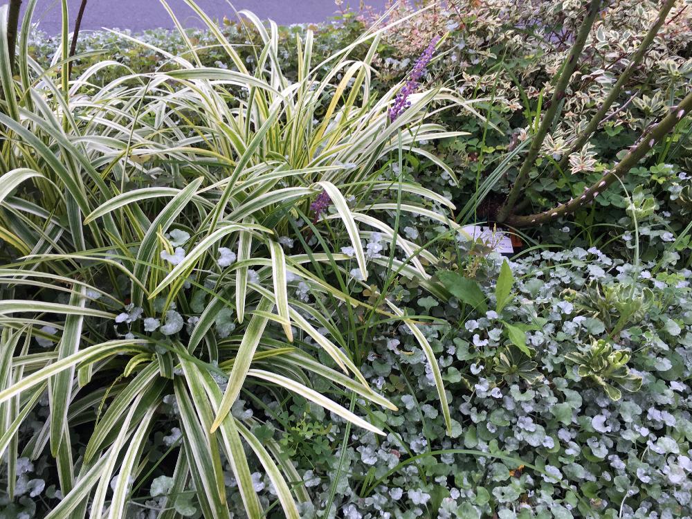 常緑樹の投稿画像 By Naoさん 癒しと下草と今日の花とガーデニングとヤブラン とリリオペの花と夏休みとハーブの寄せ植え 17月8月12日 Greensnap グリーンスナップ