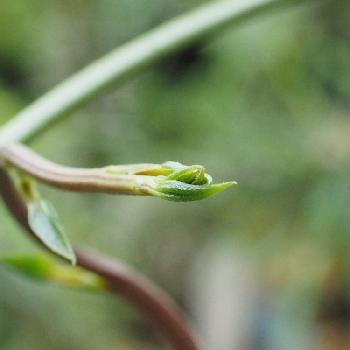 Dioscoreaの画像 by gestierzwergさん | バルコニー/ベランダとDioscorea bulbiferaとsucculentと多肉植物とDioscoreaとbulbifera