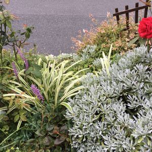 ガーデニング,ハーブの寄せ植え,癒し,今日の花,花のある暮らしの画像