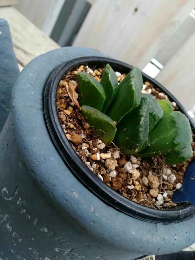 部屋の投稿画像 By 雪印種苗園芸センターさん 多肉植物と多肉植物 17月8月12日 Greensnap グリーンスナップ Greensnap グリーンスナップ