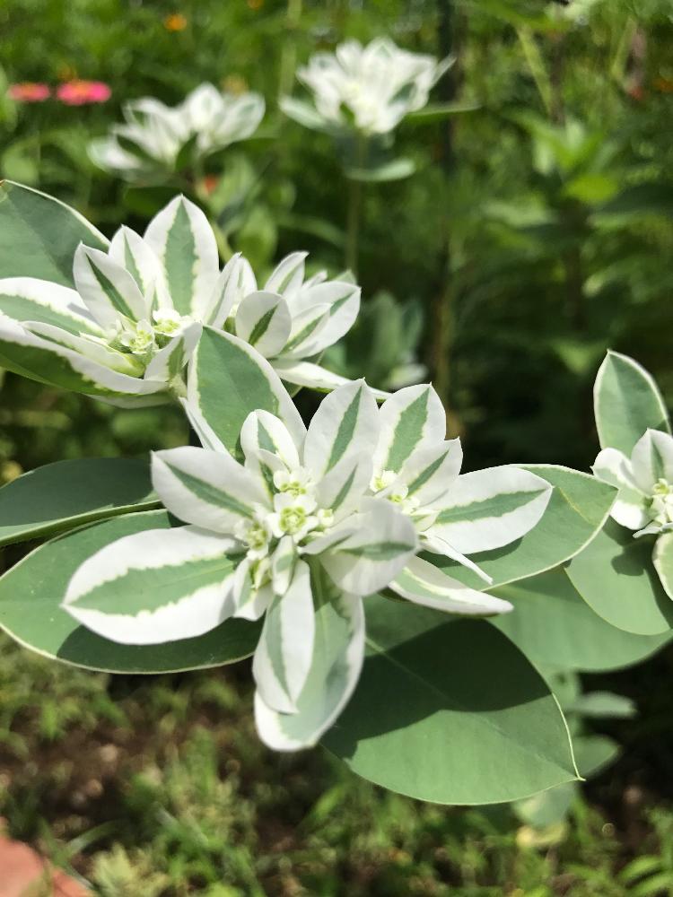 ハツユキソウの投稿画像 By Nayukiさん ユーフォルビア 氷河と花のある暮らしと花壇 17月8月12日 Greensnap グリーンスナップ