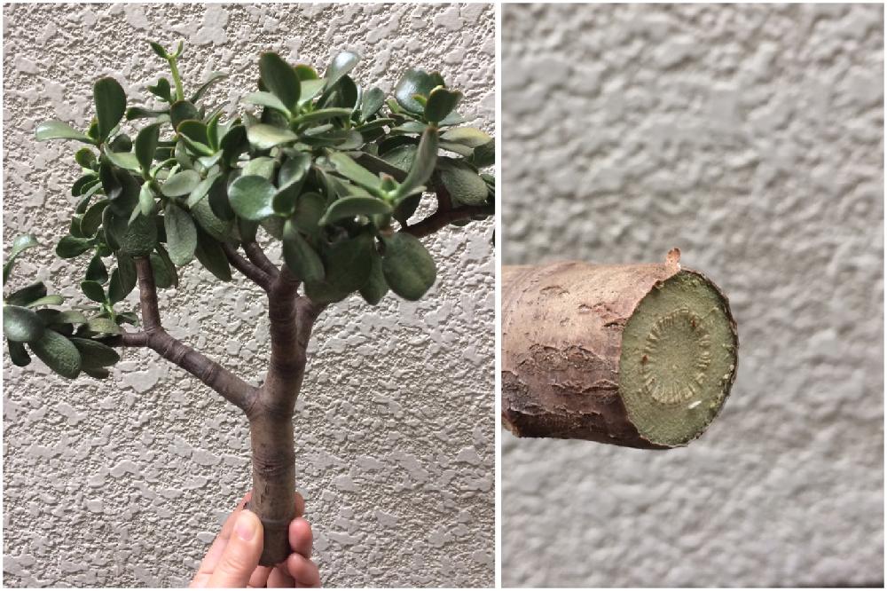 桜花月の投稿画像 By Hinataさん 小さな庭とカット苗と多肉植物と挿し木とカット苗と多肉植物と挿し木 17月8月 12日 Greensnap グリーンスナップ Greensnap グリーンスナップ