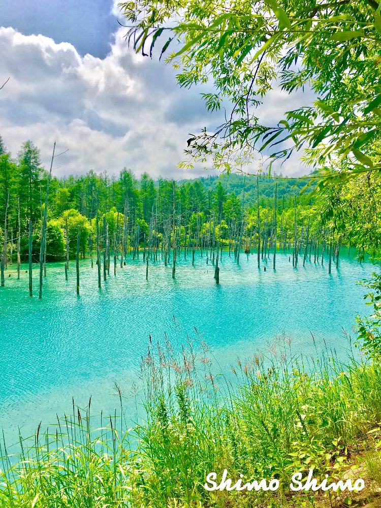 夏の思い出17の投稿画像 By しもしもさん 撮り溜めpicからと北海道と青い池とミドリと綺麗なミドリと神秘的と雲が好きと自然と景色と池 とパワースポット 17月8月12日 Greensnap グリーンスナップ