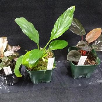 Rhodospatha Sp ã®æç¨¿ç