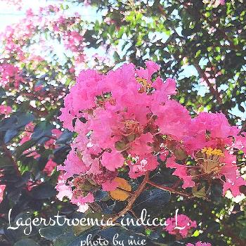 ピンクのサルスベリの画像 by mie＊さん | お出かけ先とピンクのサルスベリとサルスベリ♡とサルスベリの木とサルスベリの花と外出先にて