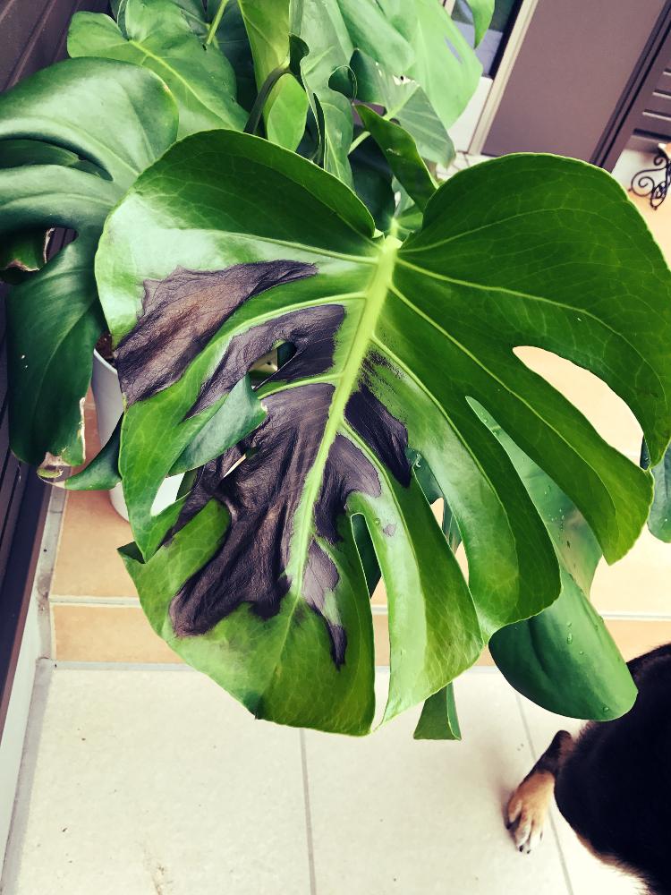 モンステラの投稿画像 By Soraさん 観葉植物と風水と玄関周りと新芽 17月8月12日 Greensnap グリーンスナップ