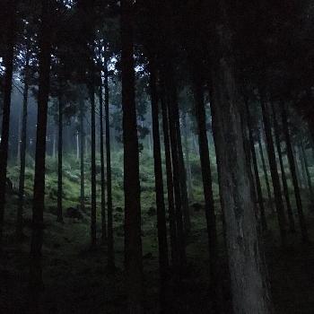 森の精"コダマ"の画像 by IKuRaChaNさん | お出かけ先と森林浴と夕暮れの森とマイナスイオンと森の精"コダマ"
