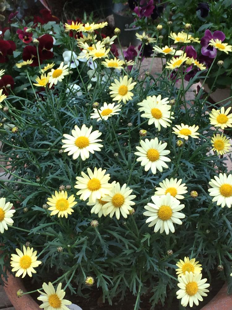 マーガレットデイジーイエローの投稿画像 By サブリナさん 17月8月13日 Greensnap グリーンスナップ