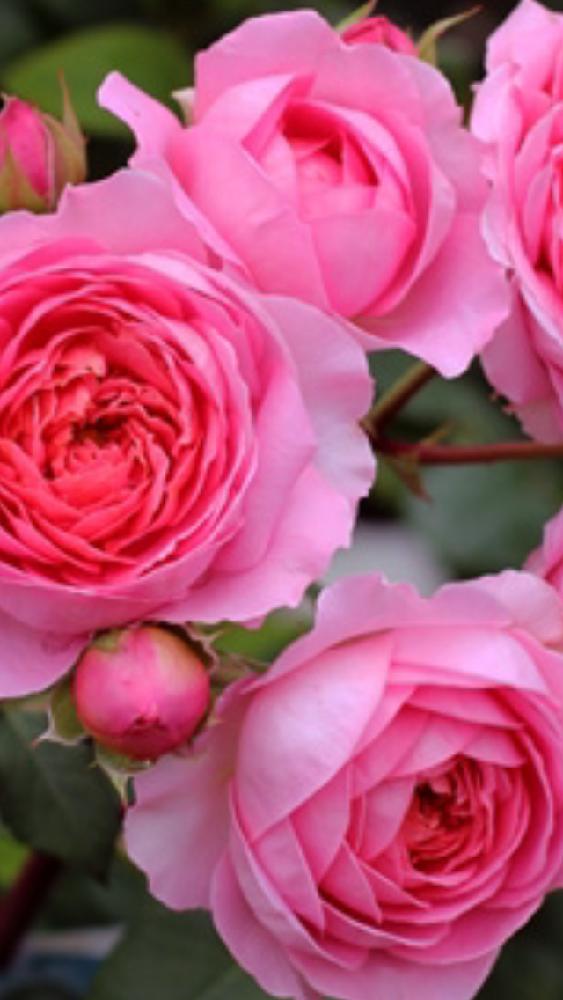 薔薇アマンディーンシャネルの投稿画像 By 花が好きさん いつも笑顔で と薔薇愛同盟とお疲れ様 とお疲れ様 と美しい と 来年まで待ちきれない とガーデニングと薔薇が好きです と花のある暮らしとchanelの薔薇と癒される 17月8月13日