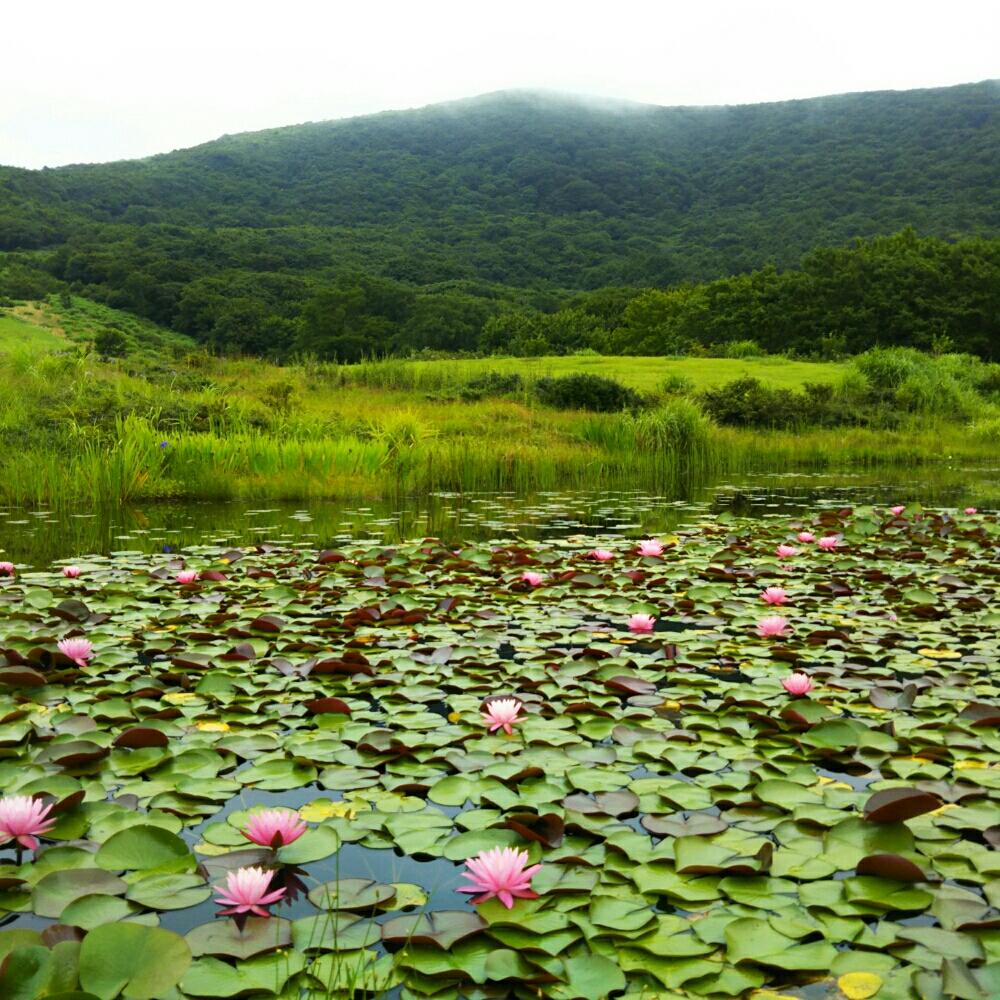 睡蓮の投稿画像 By よっちえさん 登山と広島県吾妻山 17月8月14日 Greensnap グリーンスナップ