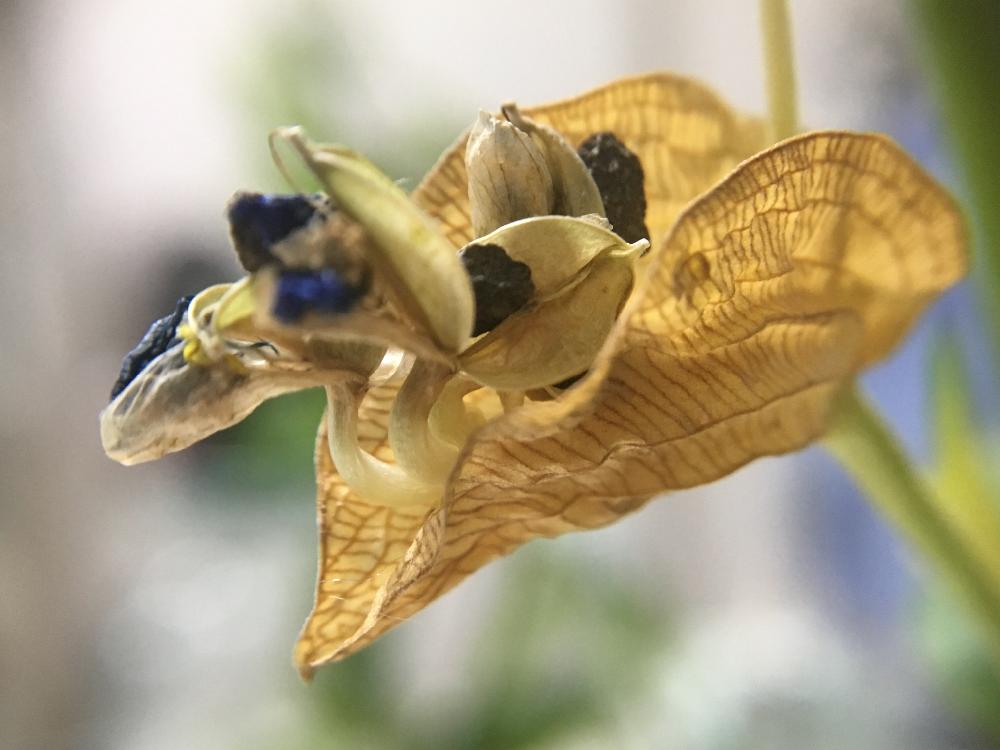 ツユクサの投稿画像 By オキザックさん 部屋とツユクサ科とツユクサ属と種 とツユクサ科とツユクサ属と種 17月8月14日 Greensnap グリーンスナップ Greensnap グリーンスナップ