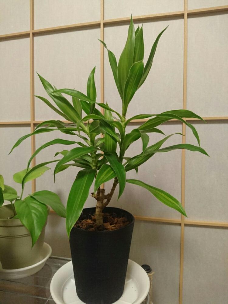 ソングオブジャマイカの投稿画像 By のりさん みどりのある暮らしと観葉植物とお気に入りと植欲旺盛と植中毒と成長記録 17月8月14日 Greensnap グリーンスナップ