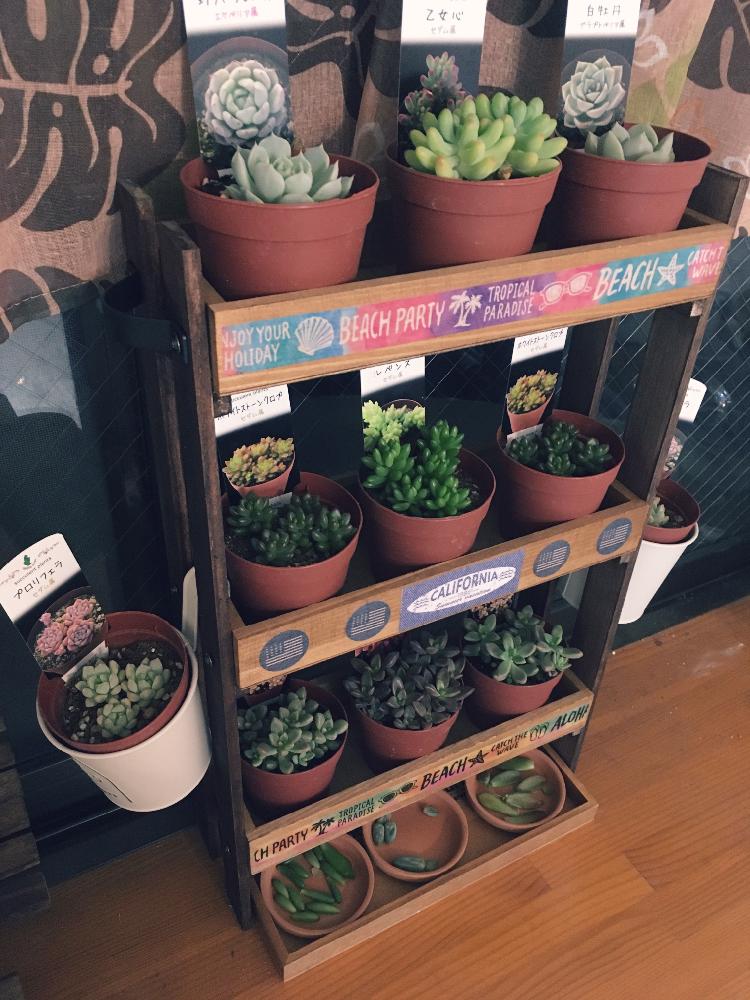 多肉棚diyの投稿画像 By Malyさん 室内組総選挙とタニラー 17月8月15日 Greensnap グリーンスナップ