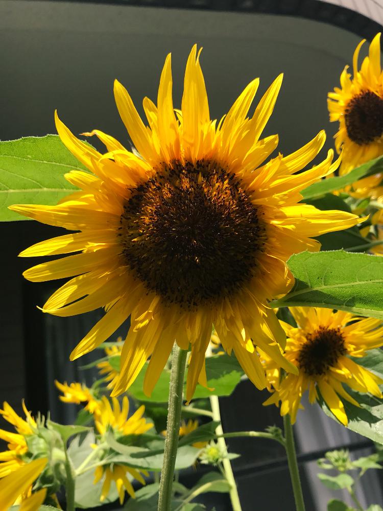 ひまわり ゴッホの投稿画像 By Evaさん 花のある暮らしと太陽の光を浴びてとヒマワリ 17月8月15日 Greensnap グリーンスナップ