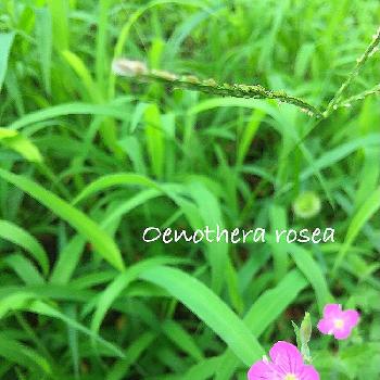 ユウゲショウという花の画像 by mie＊さん | お出かけ先と緑の中にひっそりととユウゲショウという花と雑草と小花と雑草の中でと可愛いピンク色♡と小花好きとユウゲショウ。