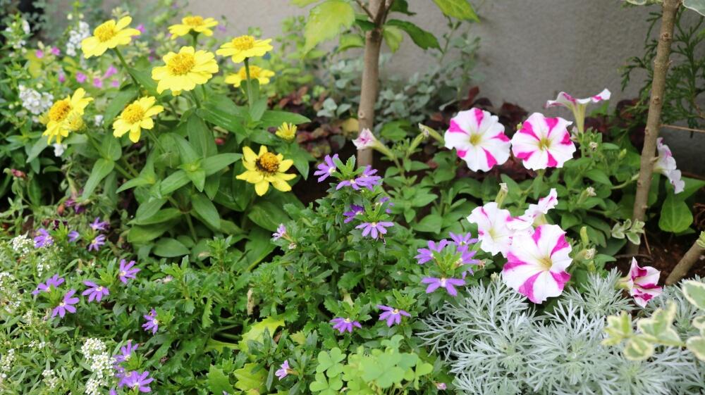 ジニアの投稿画像 By Miyabinecoさん サフィニアとカラフルと花壇と夏の花とガーデニングと花のある暮らしと白い花と小さな花 17月8月15日 Greensnap グリーンスナップ