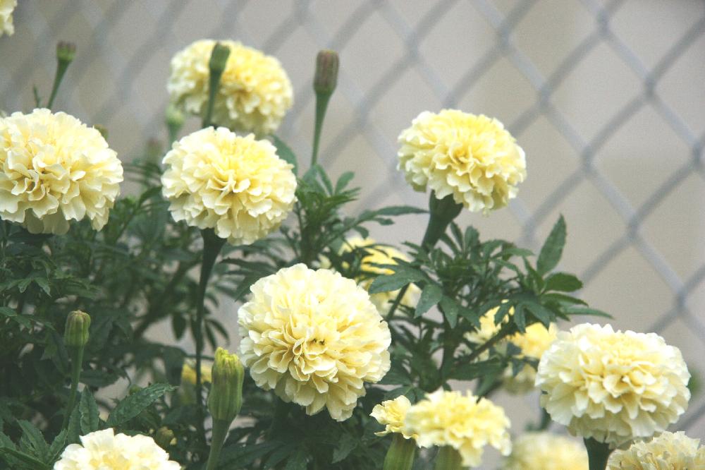 アフリカン マリーゴールドの投稿画像 By よっちゃんさん 今日のお花と白い花と白に太陽眩しい 17月8月15日 Greensnap グリーンスナップ