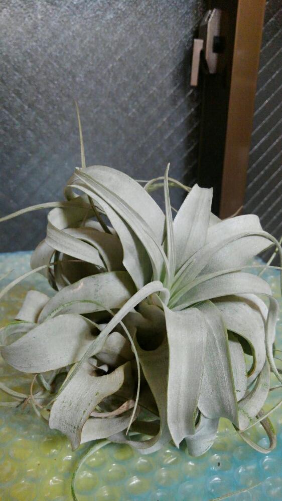 エアプランツ キセログラフィカの投稿画像 By ヒデユリさん キセログラフィカと教えて下さい とエアープランツ チランジア 17月8月15日 Greensnap グリーンスナップ