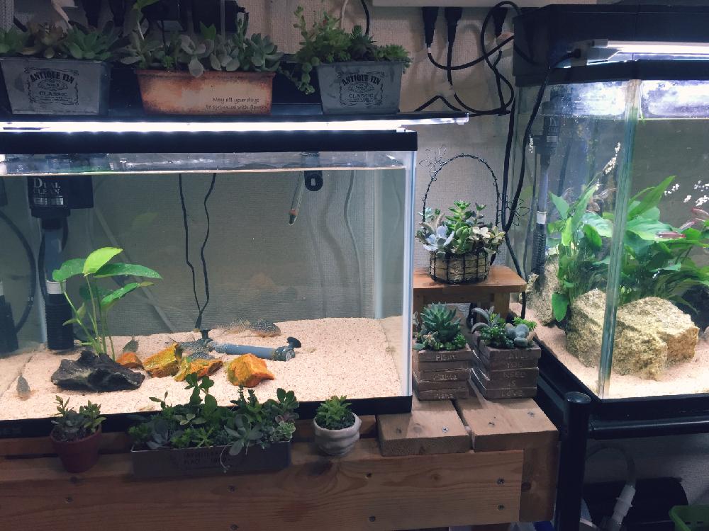 多肉植物の投稿画像 By みきまるむしさん 記念撮影とワクワクドキドキと水槽とかわいいな と多肉寄せ植えと多肉初心者 17月8月15日 Greensnap グリーンスナップ