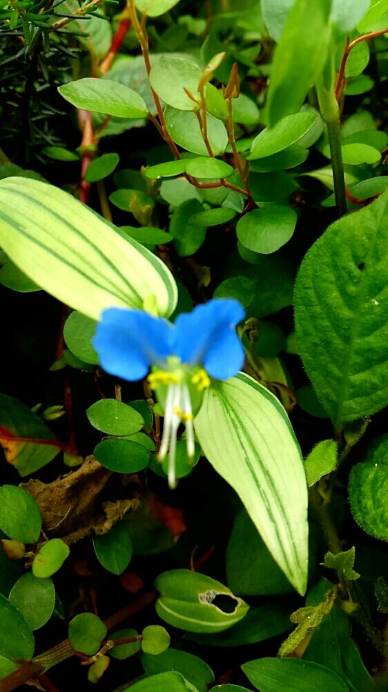 斑入りツユクサの投稿画像 By Ladybirdさん Htcと青い花と斑入り好き と今日の一枚と今日のお花とガーデニングと咲いた 17月8月15日 Greensnap グリーンスナップ