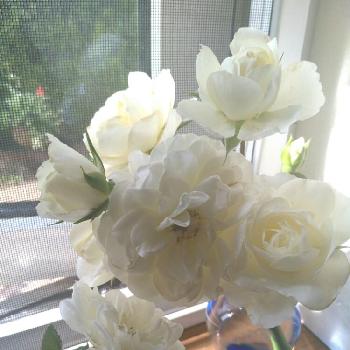 ✿ dayanとお花たち ✿の画像 by dayanさん | キッチンとミニバラ・グリーンアイスとホワイトメイディランドとボタニカルライフと薔薇愛同盟とナチュラルスタイルと花のある暮らしといやされると北海道とロザリアンと大人かわいい♪とdayan's roseとバラを楽しむと切り花と✿ dayanとお花たち ✿