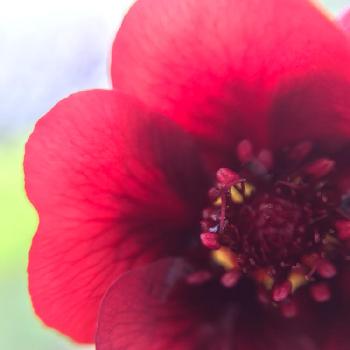 えんじ色の投稿画像一覧 Greensnap グリーンスナップ