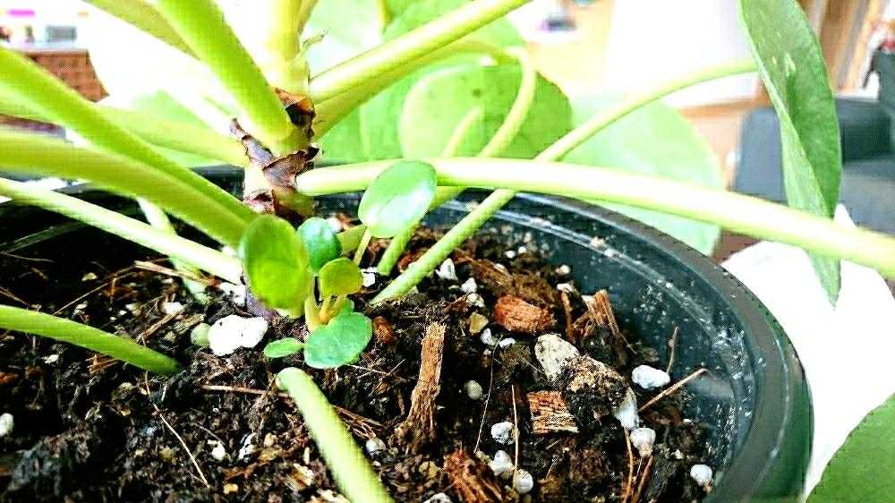 ピレア ペペロミオイデス Greensnap グリーンスナップ ピレア ペペロミオイデス Greensnap グリーンスナップ