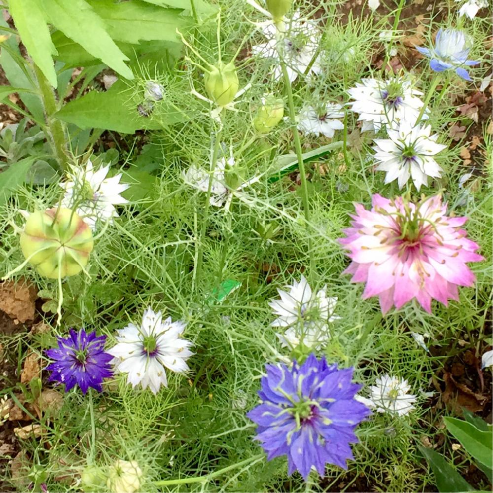 ドライフラワー用の投稿画像 By C A Gardenさん ニゲラの花とドライフラワーと種採取と花摘みとニゲラ ホワイトとニゲラ いろいろと花のある暮らし 17月8月16日 Greensnap グリーンスナップ