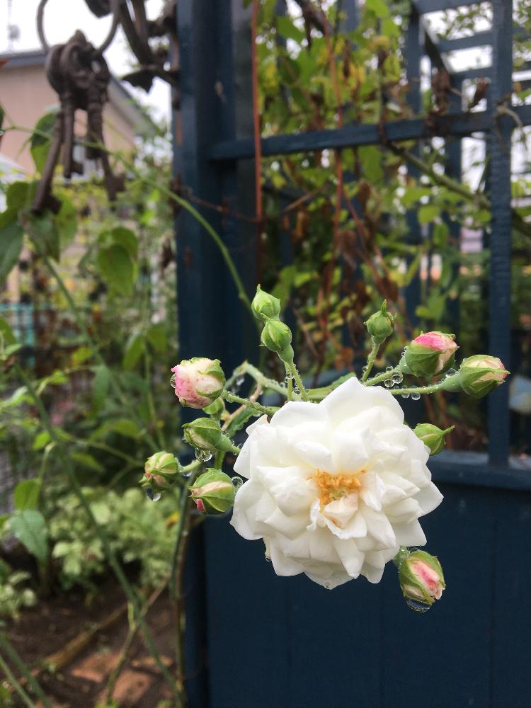 Gardenの投稿画像 By 野花さん My Gardenと手作りの庭と植中毒と今日のお花とバラ オールドローズと今朝の庭 とガーデニングと花のある暮らしとエメヴィベールと薔薇 17月8月17日 Greensnap グリーンスナップ