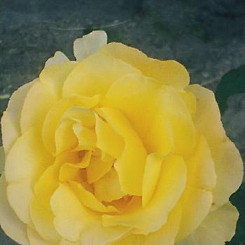 ヴァンデ グローブ バラの画像 by 日和さん | 小さな庭とヴァンデ グローブとヴァンデ グローブ バラと花のある暮らしと薔薇♪とバラ・ミニバラ