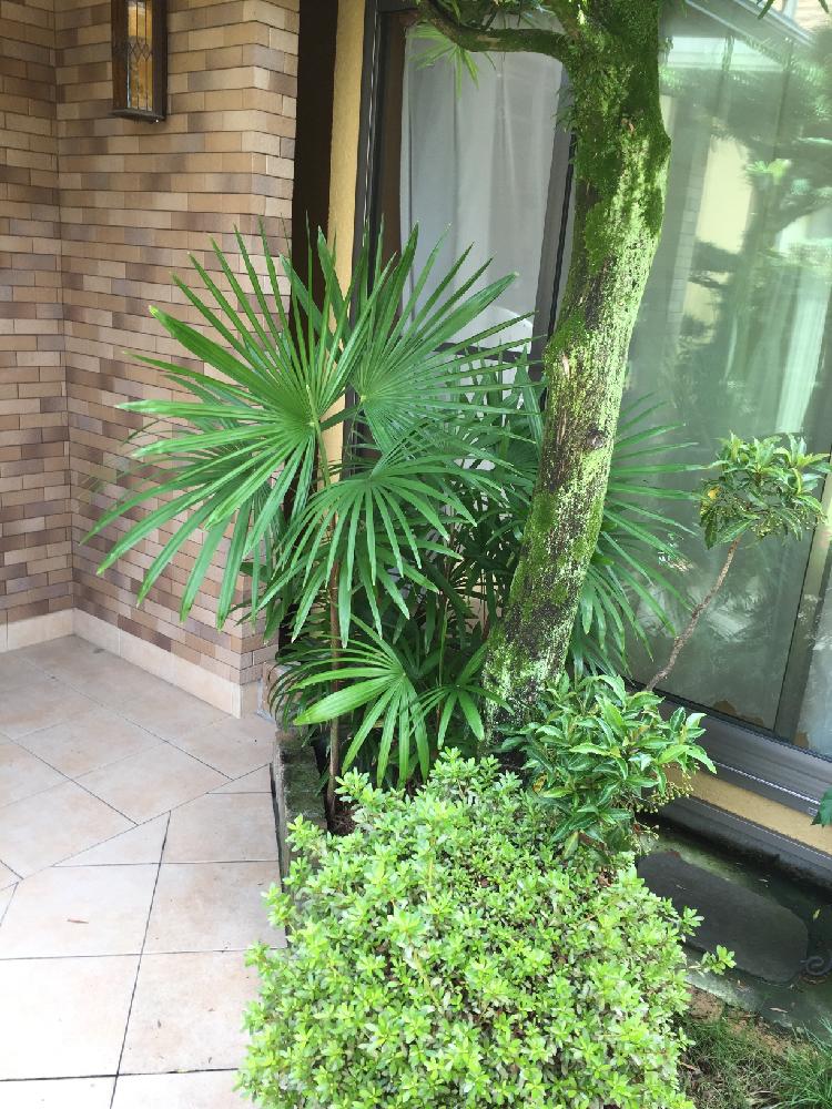 棕櫚竹 シュロチク の投稿画像 By Ryonpinさん 玄関 17月8月17日 Greensnap グリーンスナップ Greensnap グリーンスナップ