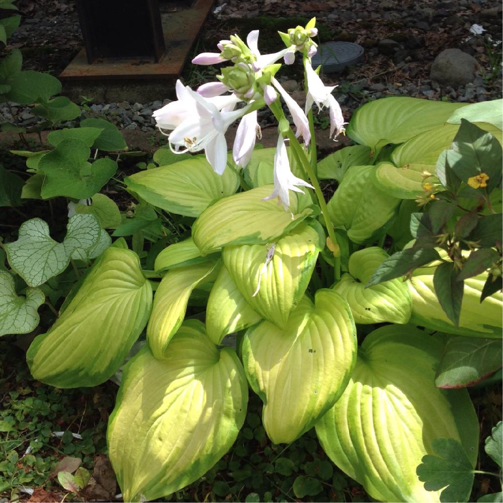 ホスタ ステンドグラスの投稿画像 By Cloverさん ガーデニングと今日のお庭と北海道と庭の宿根草とギボウシ ホスタ と広い庭とガーデニングと今日のお庭と北海道と庭の宿根草 17月8月17日 Greensnap グリーンスナップ Greensnap グリーンスナップ
