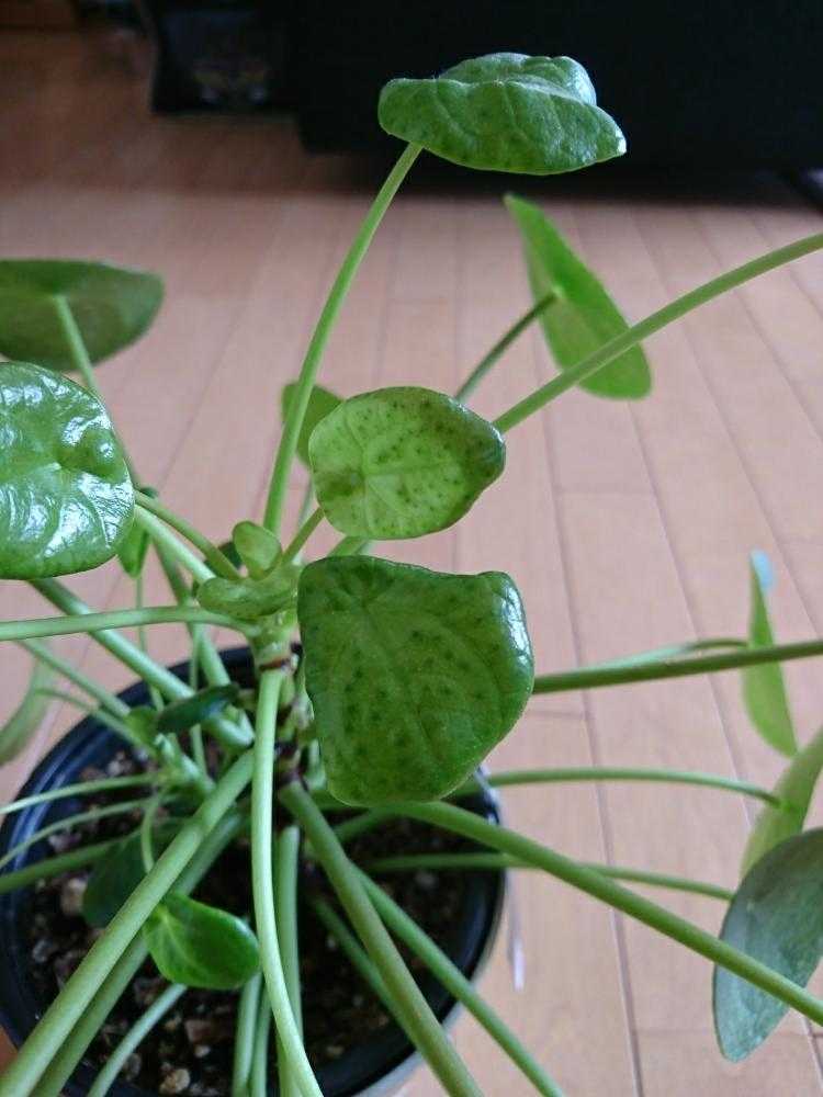 ピレア ペペロミオイデス Greensnap グリーンスナップ